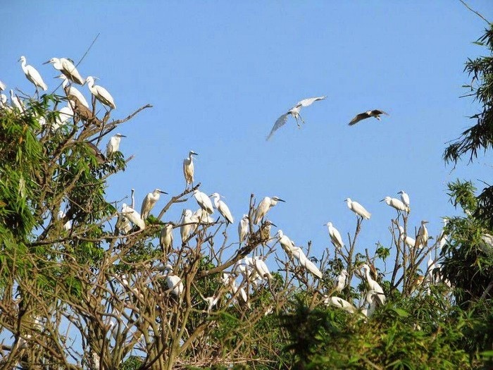 di xuong ngam chim ca mau